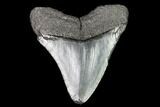 Juvenile Megalodon Tooth - Georgia #111616-1